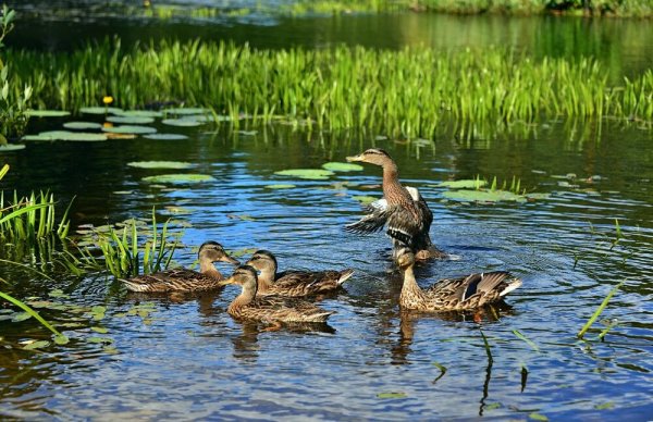 Дикие гуси Воронежской области