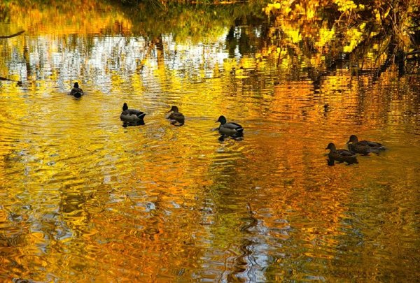 Осеннее озеро с утками