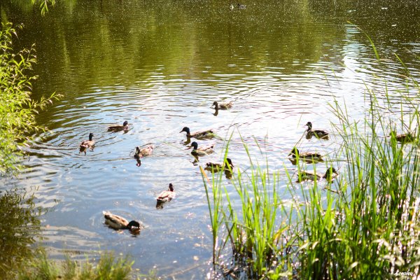 Утиное озеро Оковцы