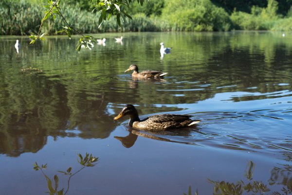 Утиное болото Пермь