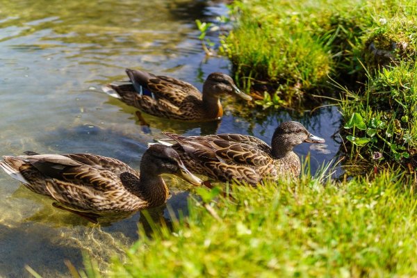 Утки озерные