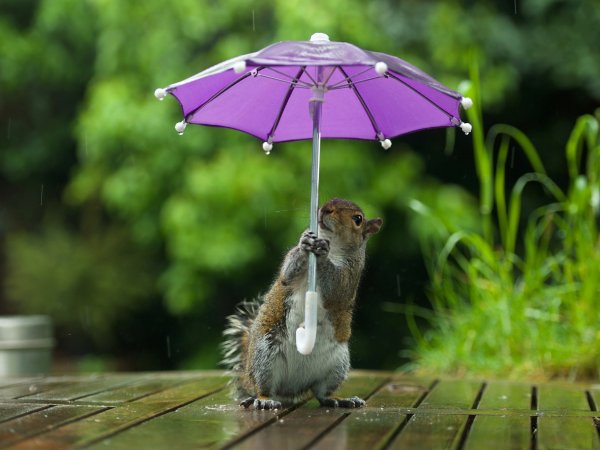 Белка под зонтиком под дождем