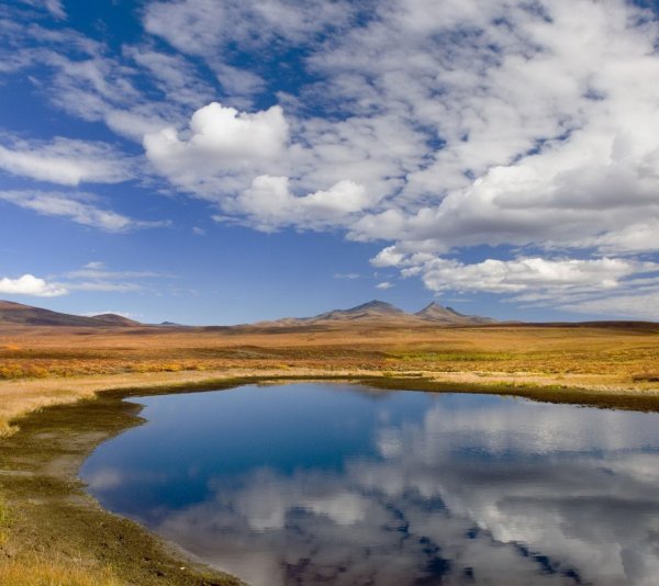 Кулундинская степь