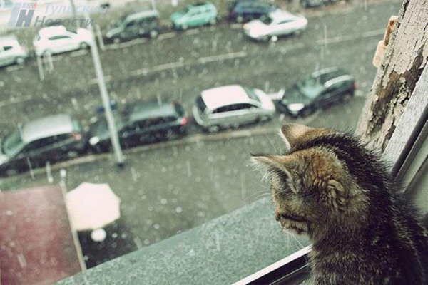 Кот в непогоду