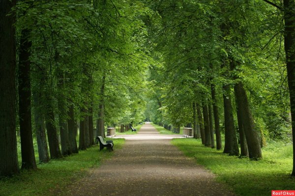 «Аллея в парке», 1912) . Климт
