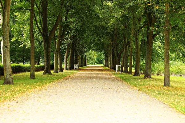 Аллея в парке