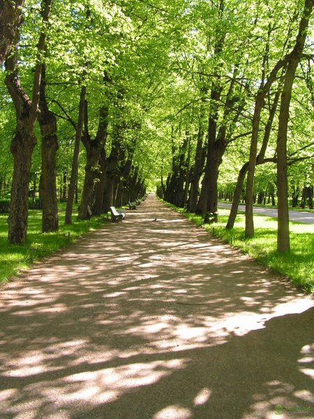 Липовая аллея Атажукинский парк