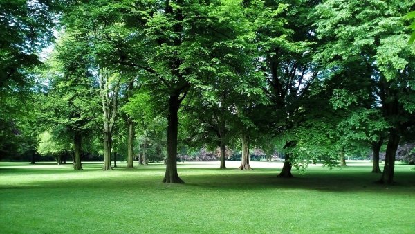 Парк в лесу