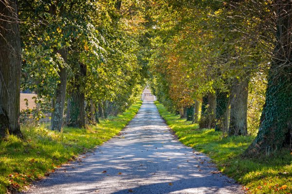 Лесная тропинка в перспективе
