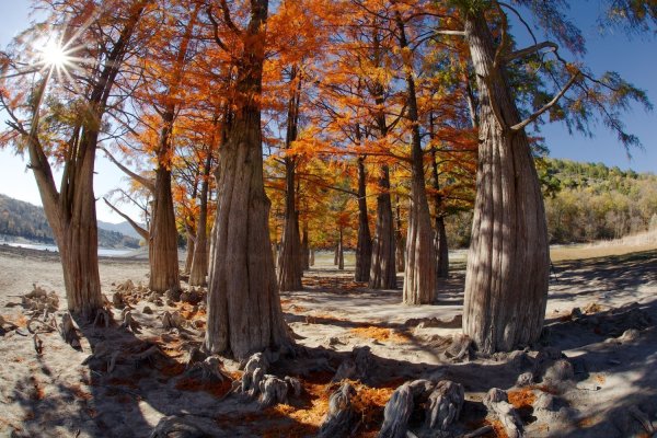 Озеро Сукко болотные кипарисы
