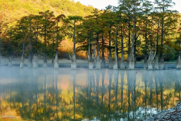 Озеро Сукко болотные кипарисы