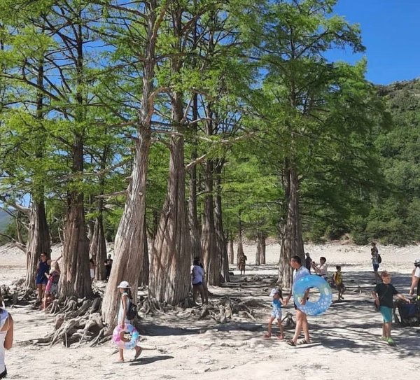 Болотные кипарисы в Сукко