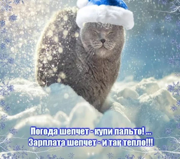 Зима коты с надписью