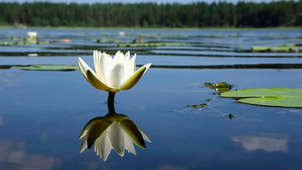 Кувшинка Удмуртии