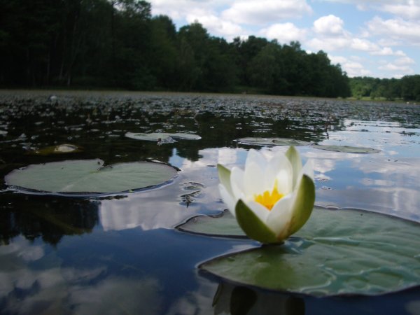Кувшинки река Ангара
