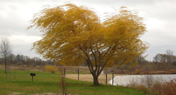 Сильный осенний ветер
