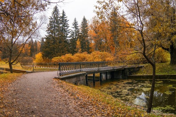 Павловск парк поздняя осень