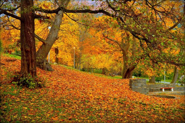 Красивый осенний парк