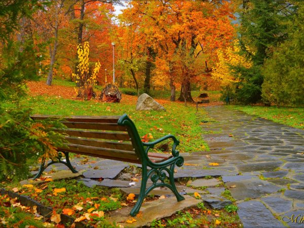 Осенний Елагин парк скамейки