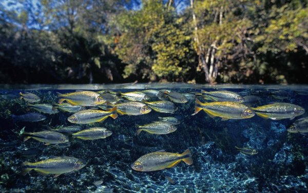 Рыба в реке