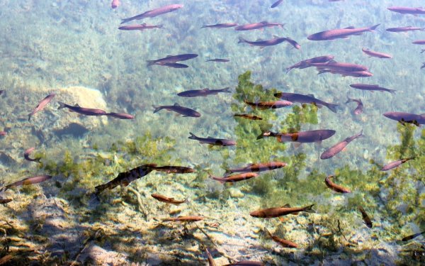 Рыба в озере