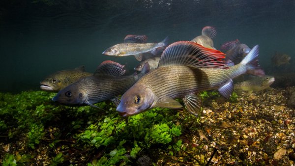 Хариус Световидова