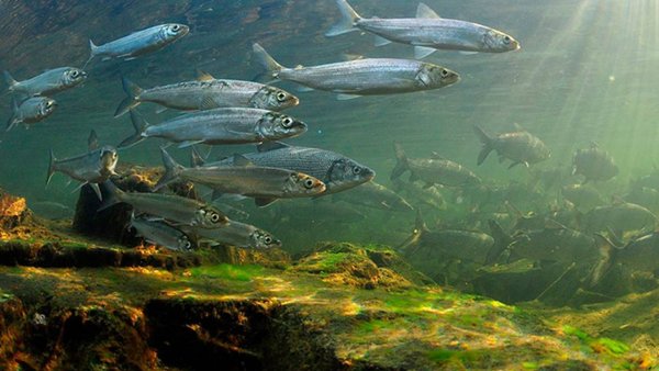 Озеро Байкал рыба омуль