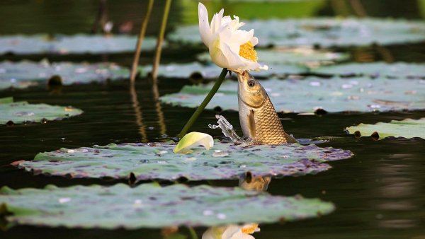 Пруд с кувшинками и рыбками
