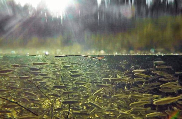 Омуль Байкальский нерест