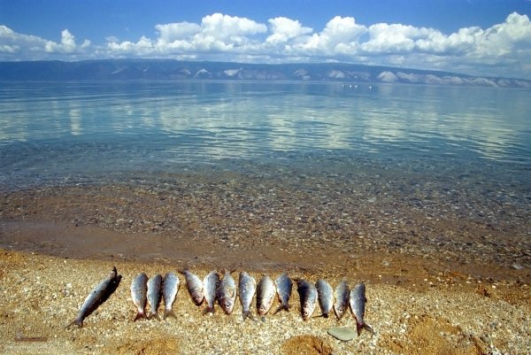 Озеро Байкал омуль Байкальский