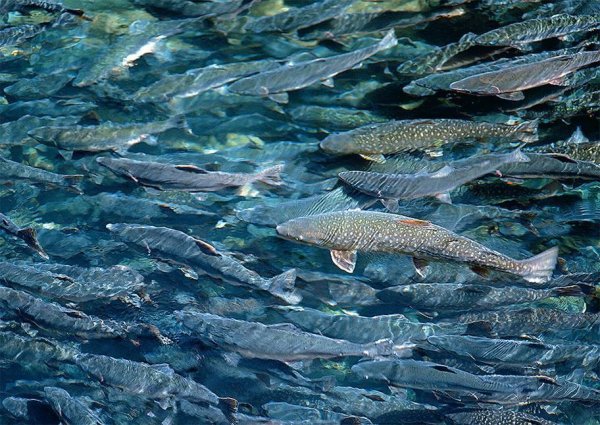 Лосось Кроноцкий заповедник