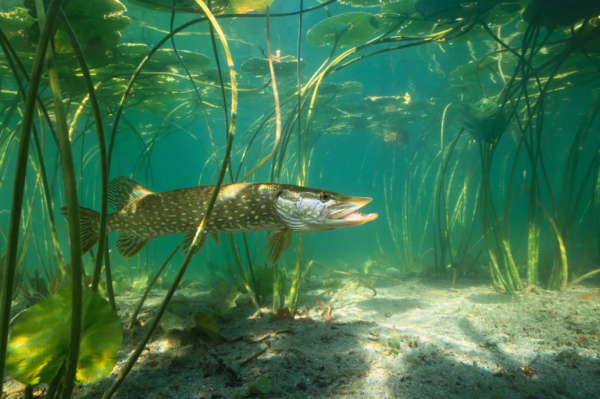 Речные рыбы щука