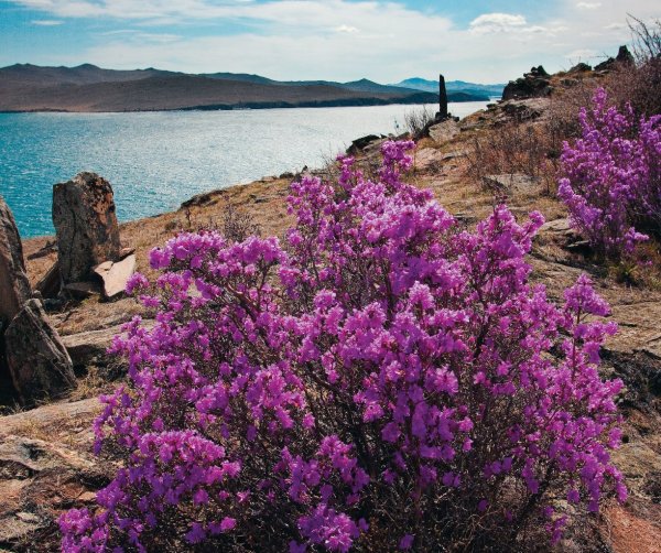 Рододендрон Даурский эндемик Байкала