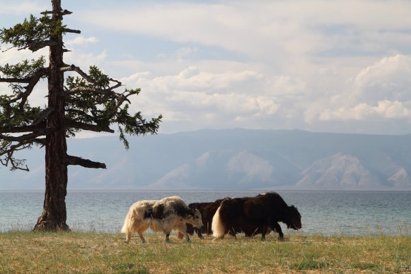 Заповедники Байкала остров Ольхон