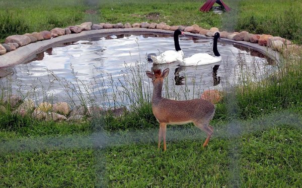 Птичий парк воробьи в Калужской области