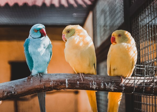 Парк птиц воробьи Калуга птицы