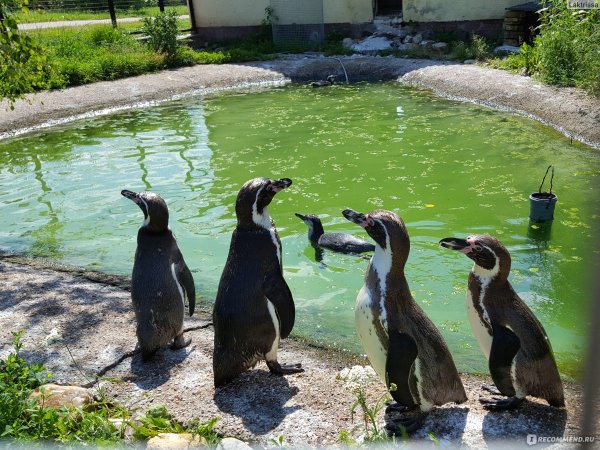 Парк птиц воробьи