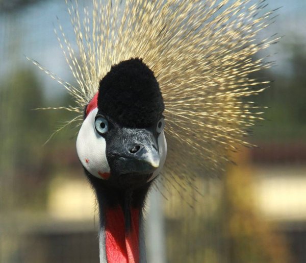 Боровск парк птиц