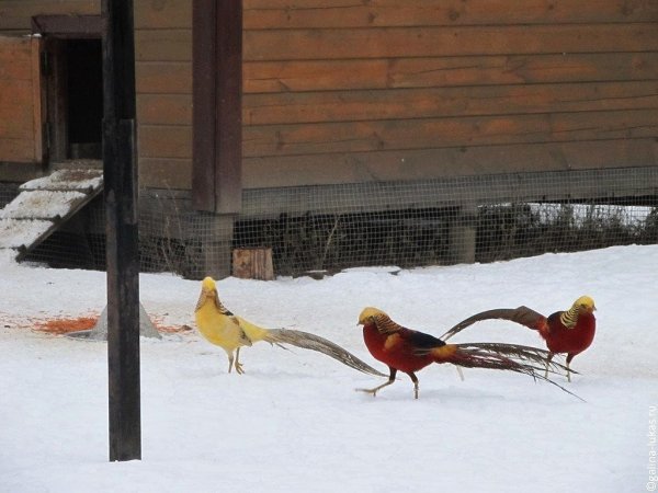 Парк птиц воробьи Калуга зимой