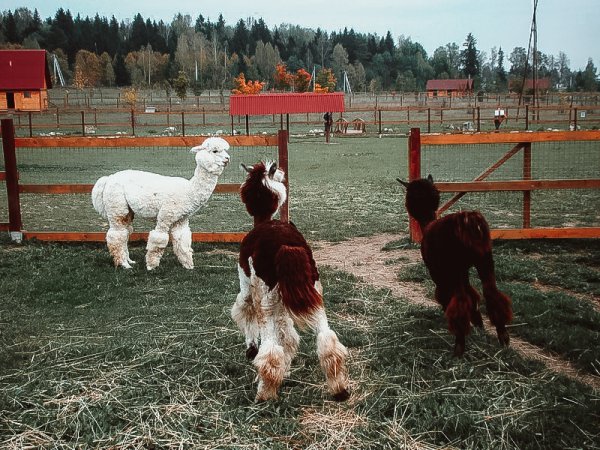 Парк птиц Калуга