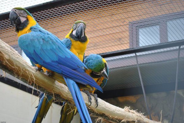 Парк птиц воробьи