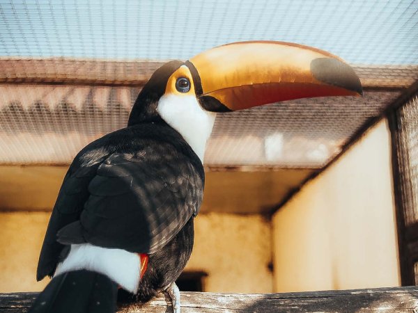 Парк птиц воробьи Калуга