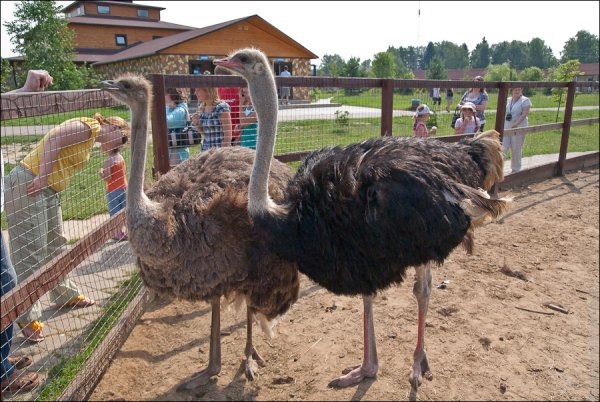 Парк птиц воробьи Калужская область