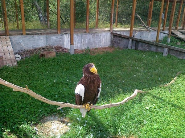 Парк птиц Обнинск