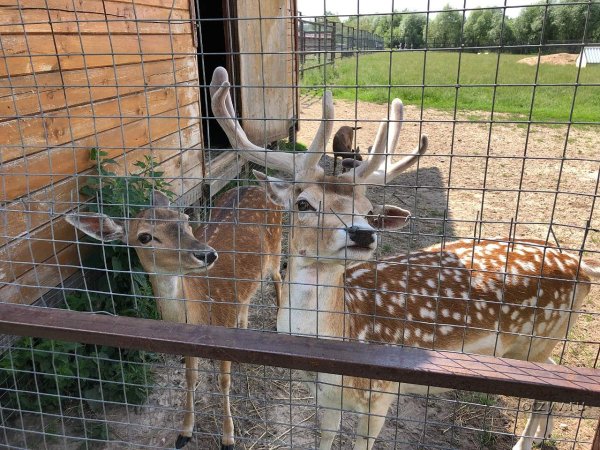 Парк воробьи Калуга