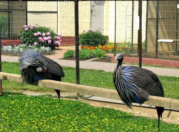 Парк птиц Серпухов