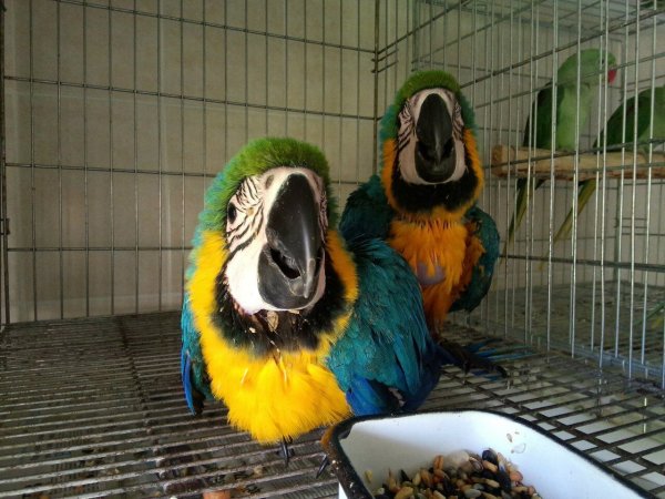 Парк птиц воробьи Калужская область