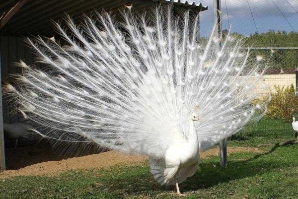 Парк птиц воробьи