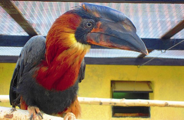 Парк птиц воробьи Калуга