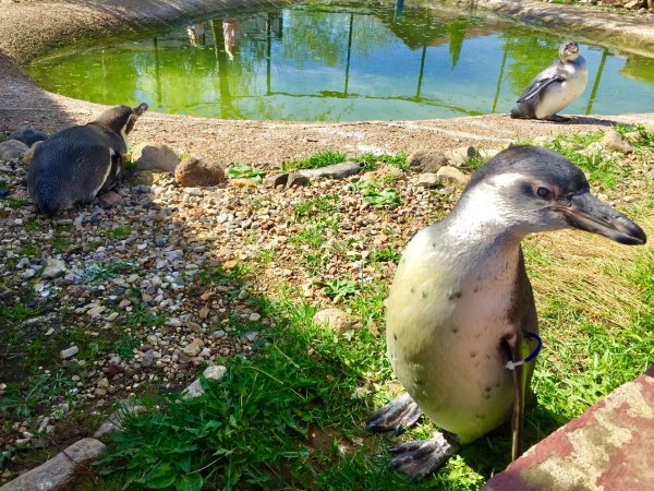 Парк птиц воробьи Калуга